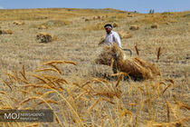 حدود ۶ میلیون هکتار گندم در کشور برای کشت برنامه‌ریزی شد