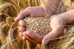 امنیت غذایی باید بر پایه تولید داخلی استوار بماند، نه وابستگی به واردات/اولویت باید حمایت از کشاورز ایرانی باشد