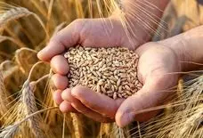 امنیت غذایی باید بر پایه تولید داخلی استوار بماند، نه وابستگی به واردات/اولویت باید حمایت از کشاورز ایرانی باشد