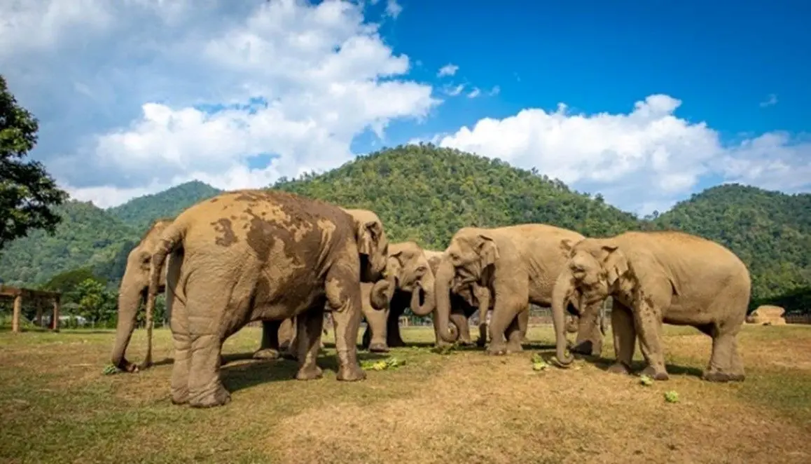 جاهای دیدنی تایلند؛ از معابد باستانی تا سواحل بهشتی
