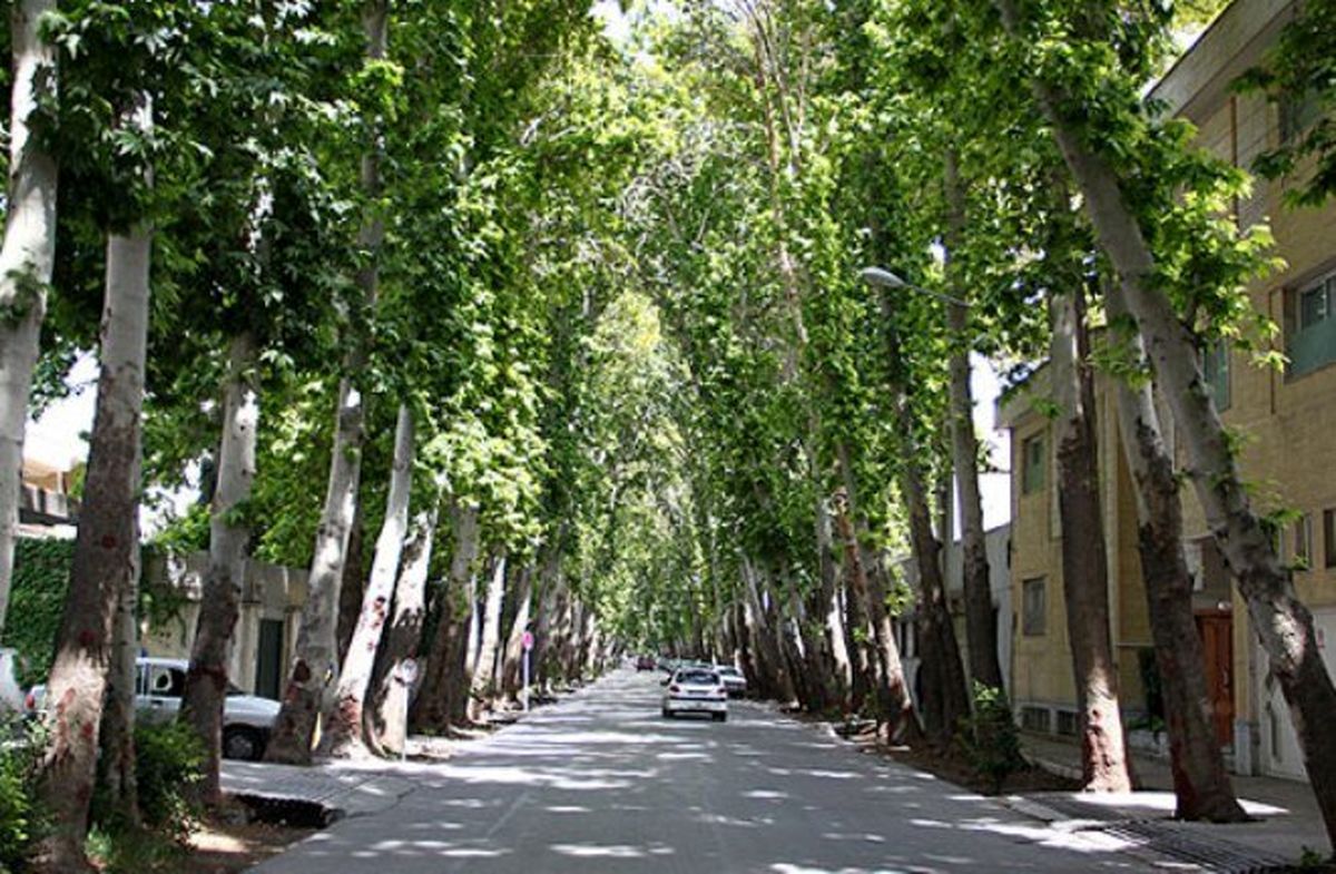 درختان خشک و آلوده خیابان عباس آباد جایگزین می‌شوند
