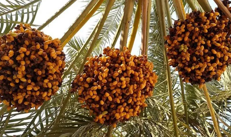 پیش‌بینی برداشت حدود ۲۰۰ هزار تن خرما از نخلستان‌های هرمزگان