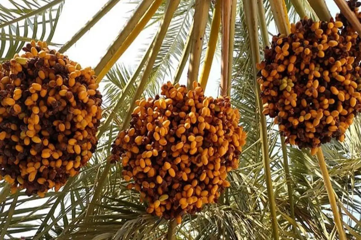 پیشبینی برداشت حدود ۲۰۰ هزار تن خرما از نخلستانهای هرمزگان