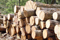 جلوگیری از قاچاق چوب در رودان با همت نیروهای یگان حفاظت 