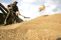 صادرات گندم و فرآوردهای آن افزایش می‌یابد
