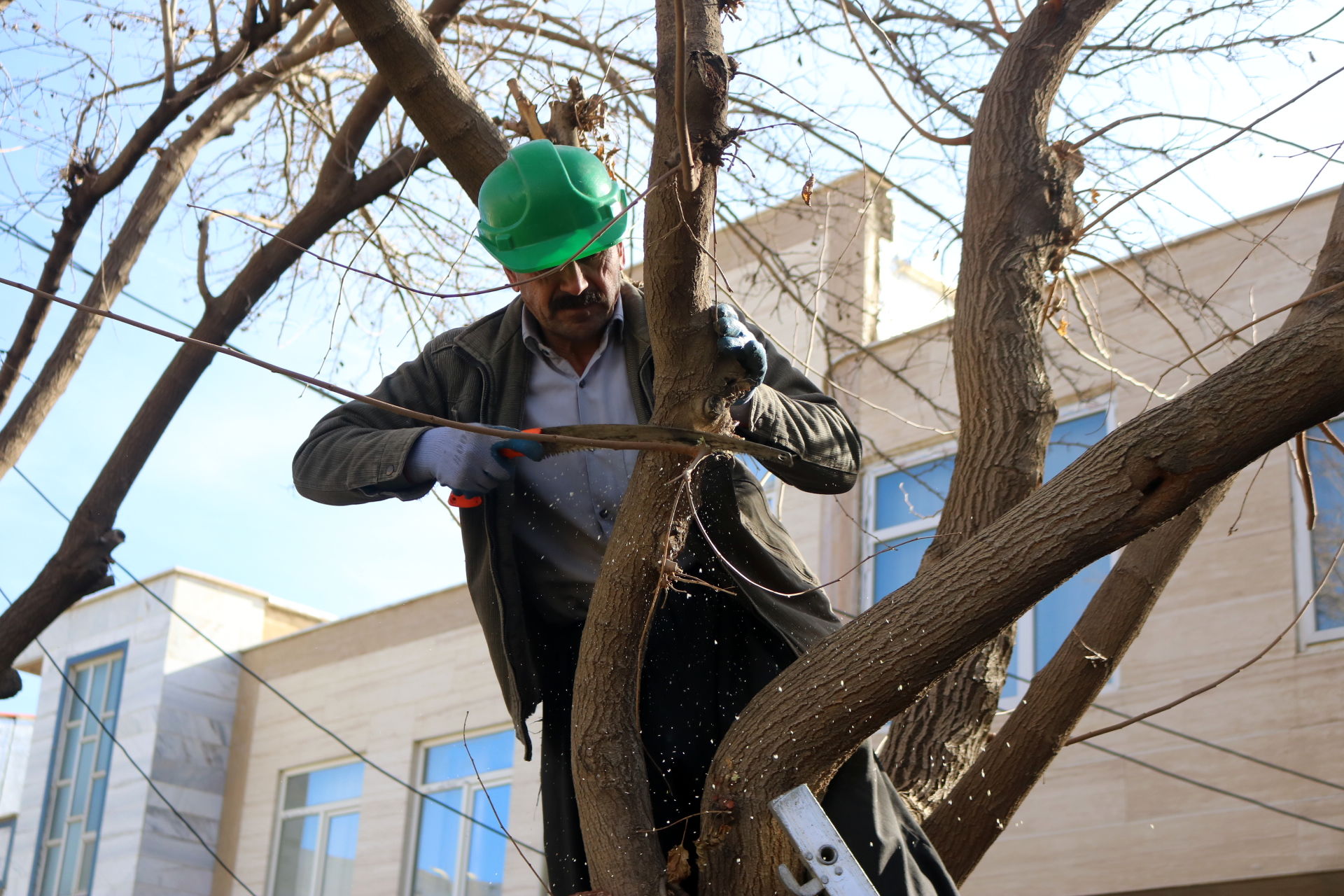 عملیات هرس زمستانه درختان سطح شهر  سنندج آغاز شد