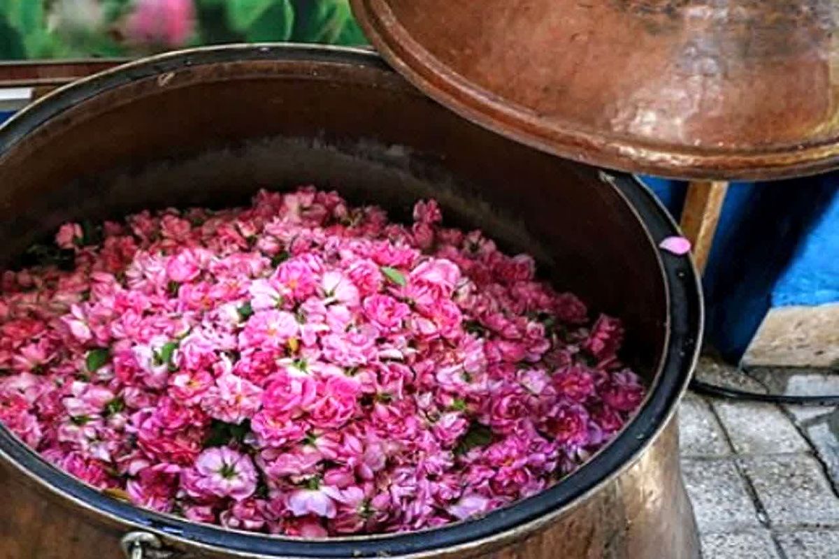 تصویب روز ملی «گل محمدی و گلاب » در  تقویم کشور