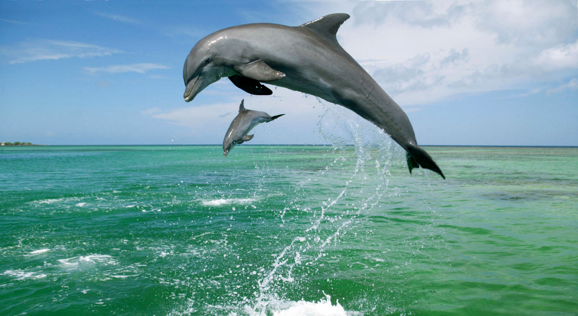 کشف گونه جدیدی از دلفین پس از ۶۵ سال + تصویر