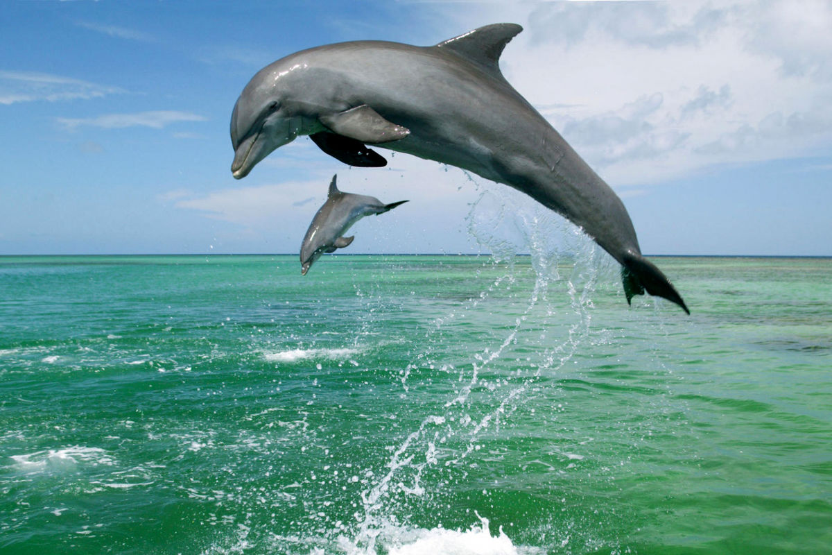 کشف گونه جدیدی از دلفین پس از ۶۵ سال + تصویر