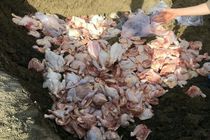 امحا 2.5 تن مرغ خارج از شبکه در یکی از کشتارگاه‌های کرمانشاه
