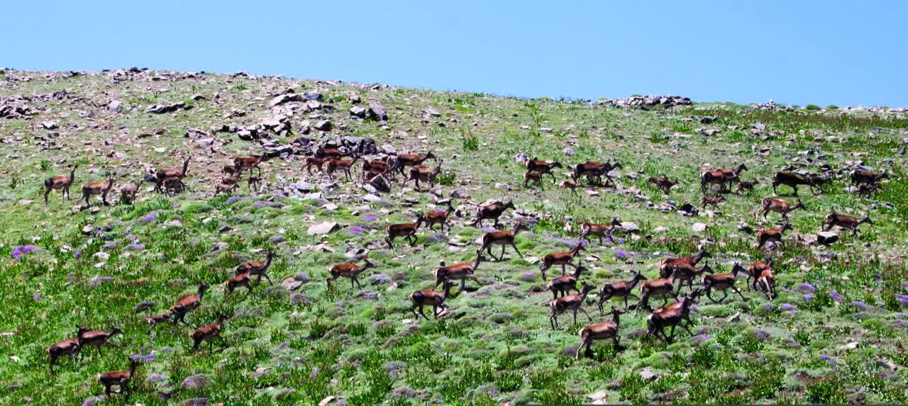 فصل گاوبانکی و مستی مرال ها در مازندران آغاز می شود