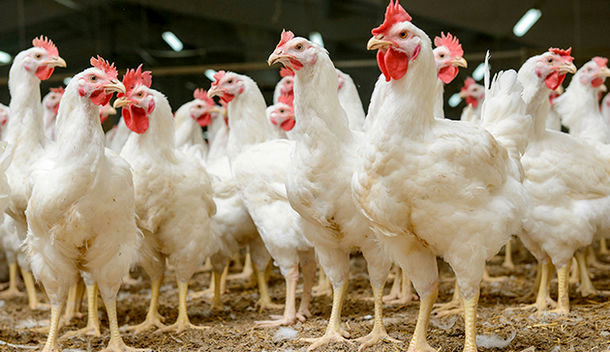 کشف بیش از هزار مرغ زنده قاچاق در اسدآباد