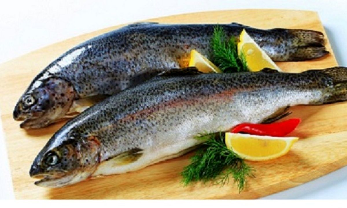  ایران رتبه اول در تولید ماهی قزل‌آلا را دارد