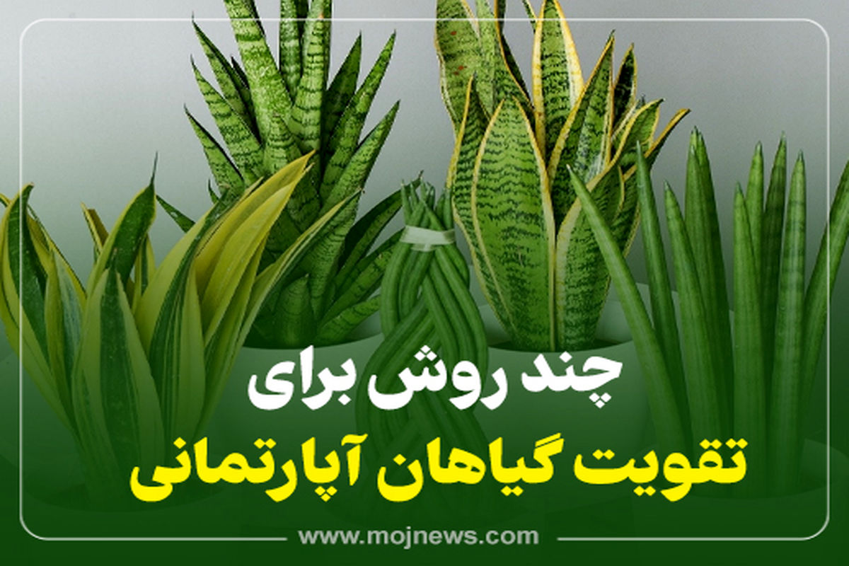 اینفوگرافیک/چند روش برای تقویت گیاهان آپارتمان