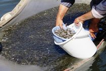 رهاسازی ماهیان دریایی در رودخانه های شیلاتی مازندران