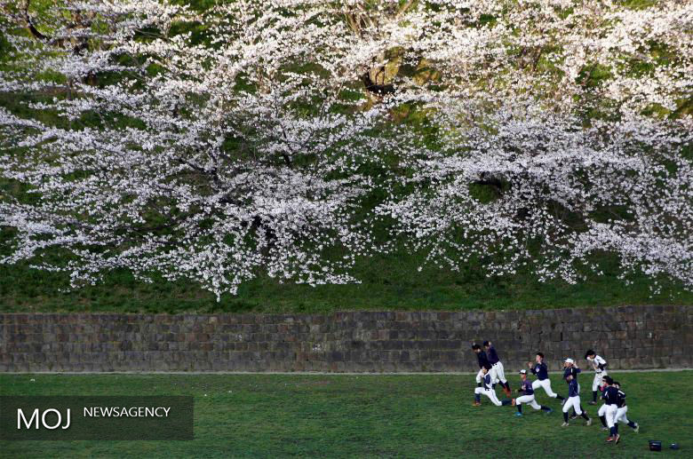 شکوفه های باغ گیلاس در ژاپن