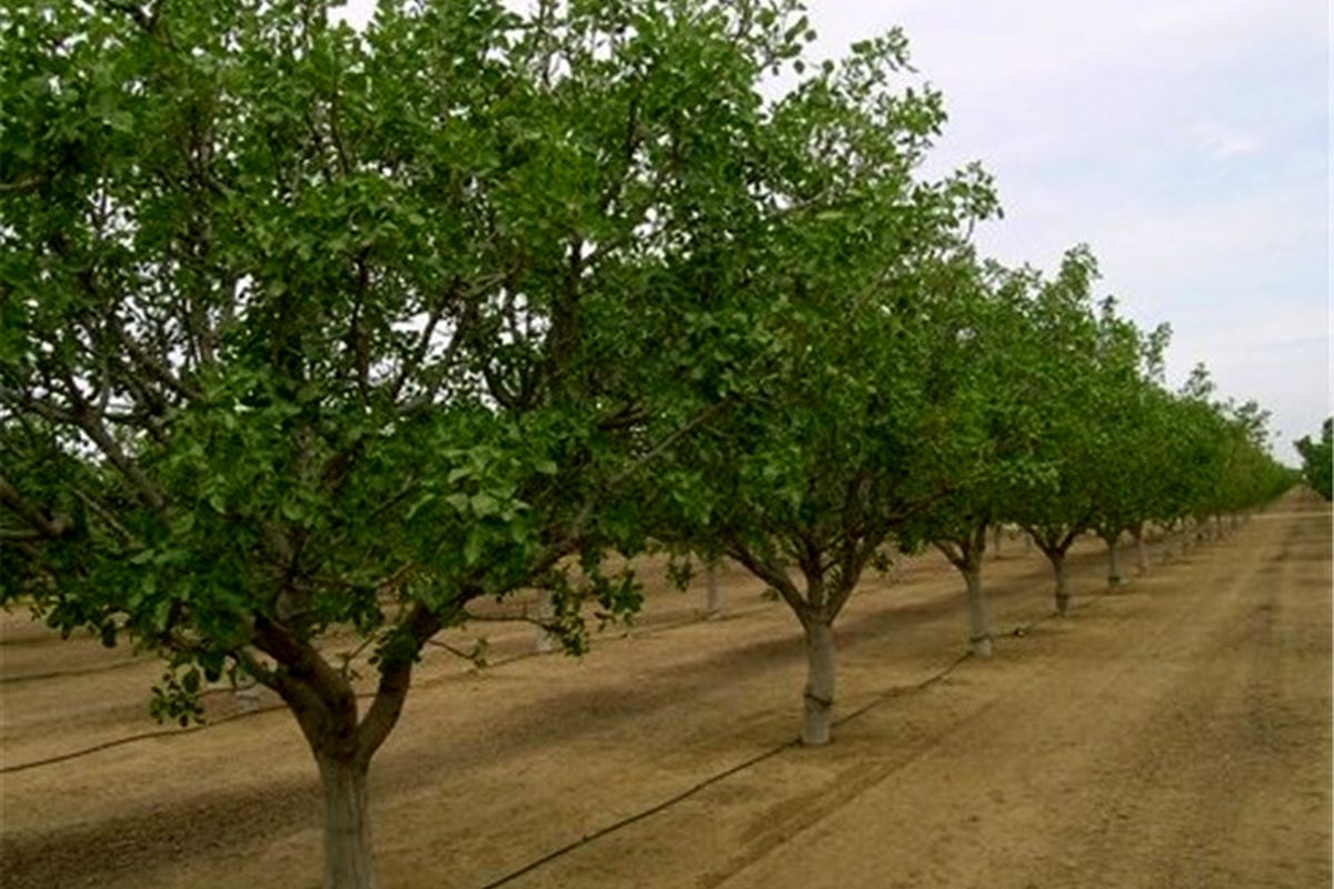 توسعه باغ‌ها و کشت گیاهان دارویی در اراضی شیب‌دار