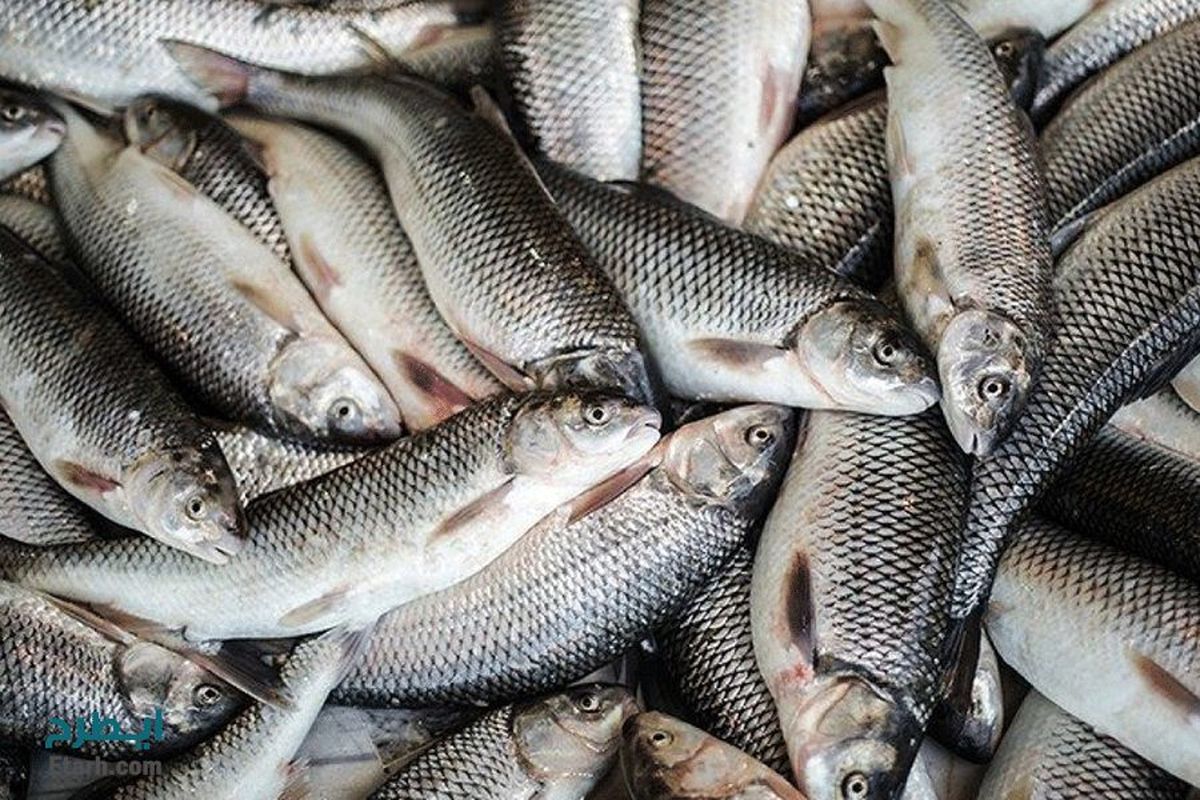 بالغ بر ۲۵۰ تن ماهی در بیضا تولید شده است 