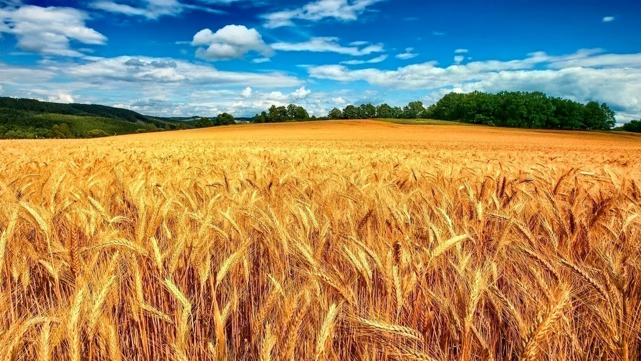 خرید ۱۰ هزار تن گندم از کشاورزان ساری