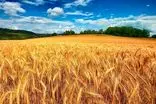 خرید ۱۰ هزار تن گندم از کشاورزان ساری