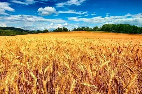 تشریح جزئیات بیمه فراگیر گندم