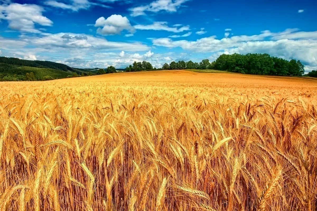 خرید ۱۰ هزار تن گندم از کشاورزان ساری