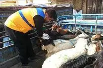 بازرسی تعداد 849  رأس دام زنده در عید سعید قربان در استان مرکزی