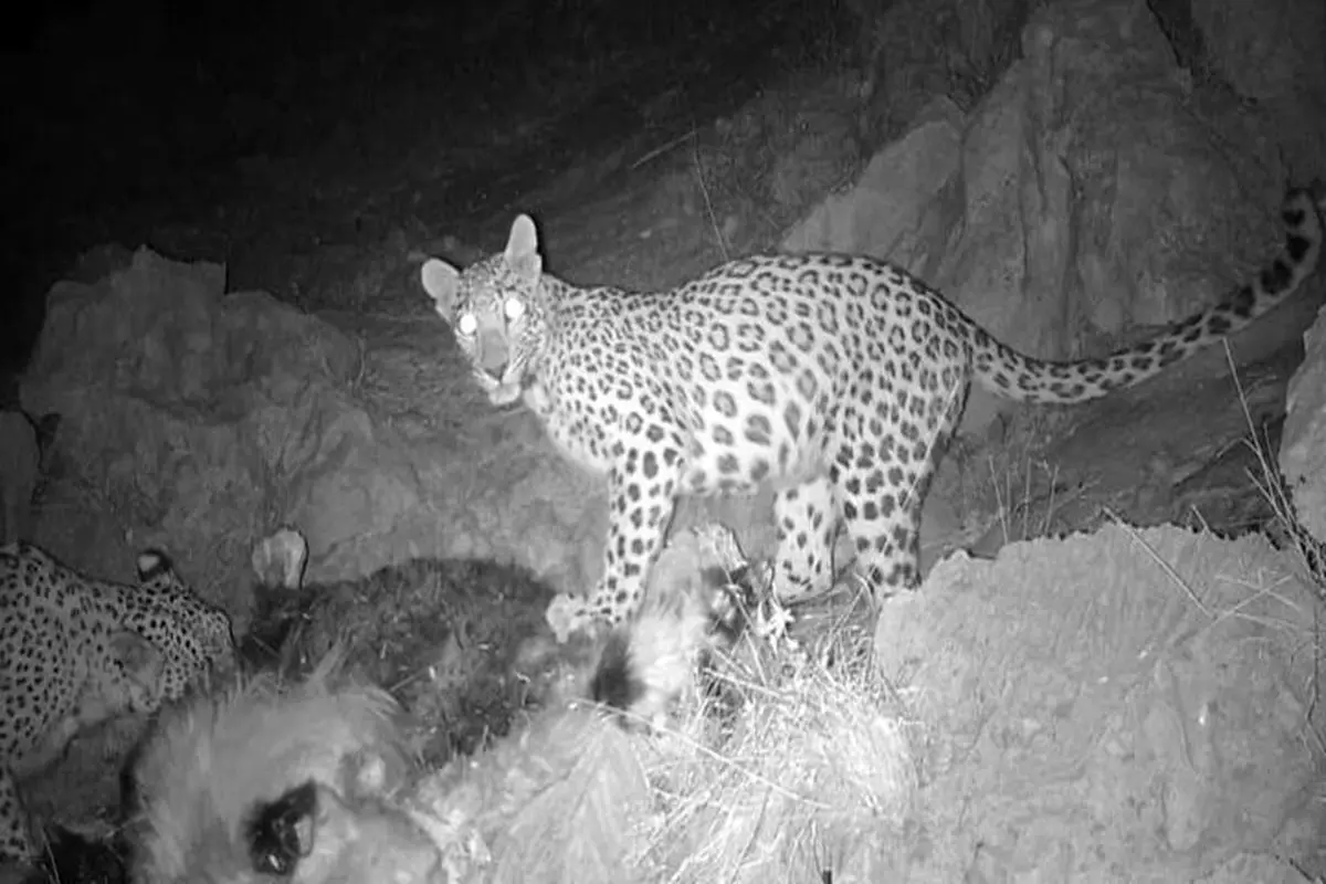 پلنگ ایرانی 