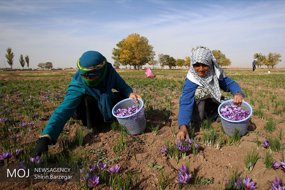 ۷۰ درصد مبلغ خرید حمایتی زعفران به کشاورزان خراسان رضوی پرداخت شد