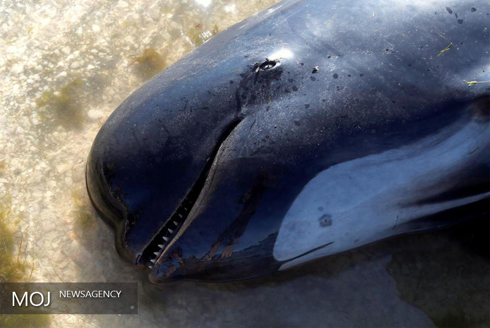 نهنگ هایی که باز هم قصد خودکشی داشتند