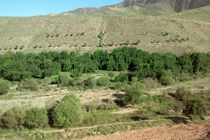 صدور سند کاداستر برای بیش از ۱۰۰ هزار هکتار اراضی ملی تربت جام