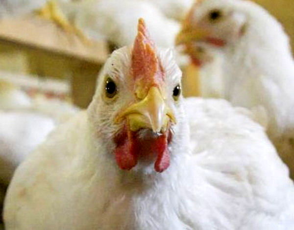 تولید نیمه‌صنعتی واکسن نوعی بیماری مسری پرندگان در کشور
