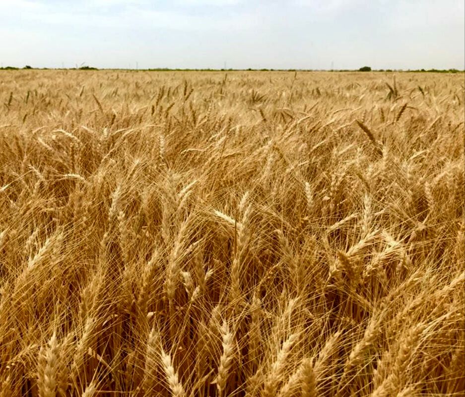 خرید تضمینی 13 هزار تن گندم از کشاورزان نکا
