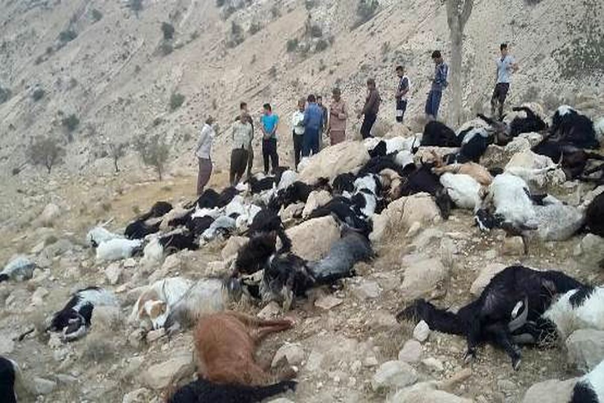 تلف شدن 100 رأس گوسفند بر اثر برخورد رعد و برق در گچساران