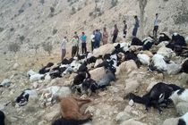 تلف شدن 100 رأس گوسفند بر اثر برخورد رعد و برق در گچساران