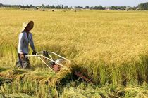 هشدار پلیس آگاهی گیلان به کشاورزان در خصوص سرقت برنج و ادوات کشاورزی