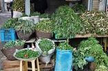 بازار گیاهان خوراکی و دارویی در کردستان داغ شد