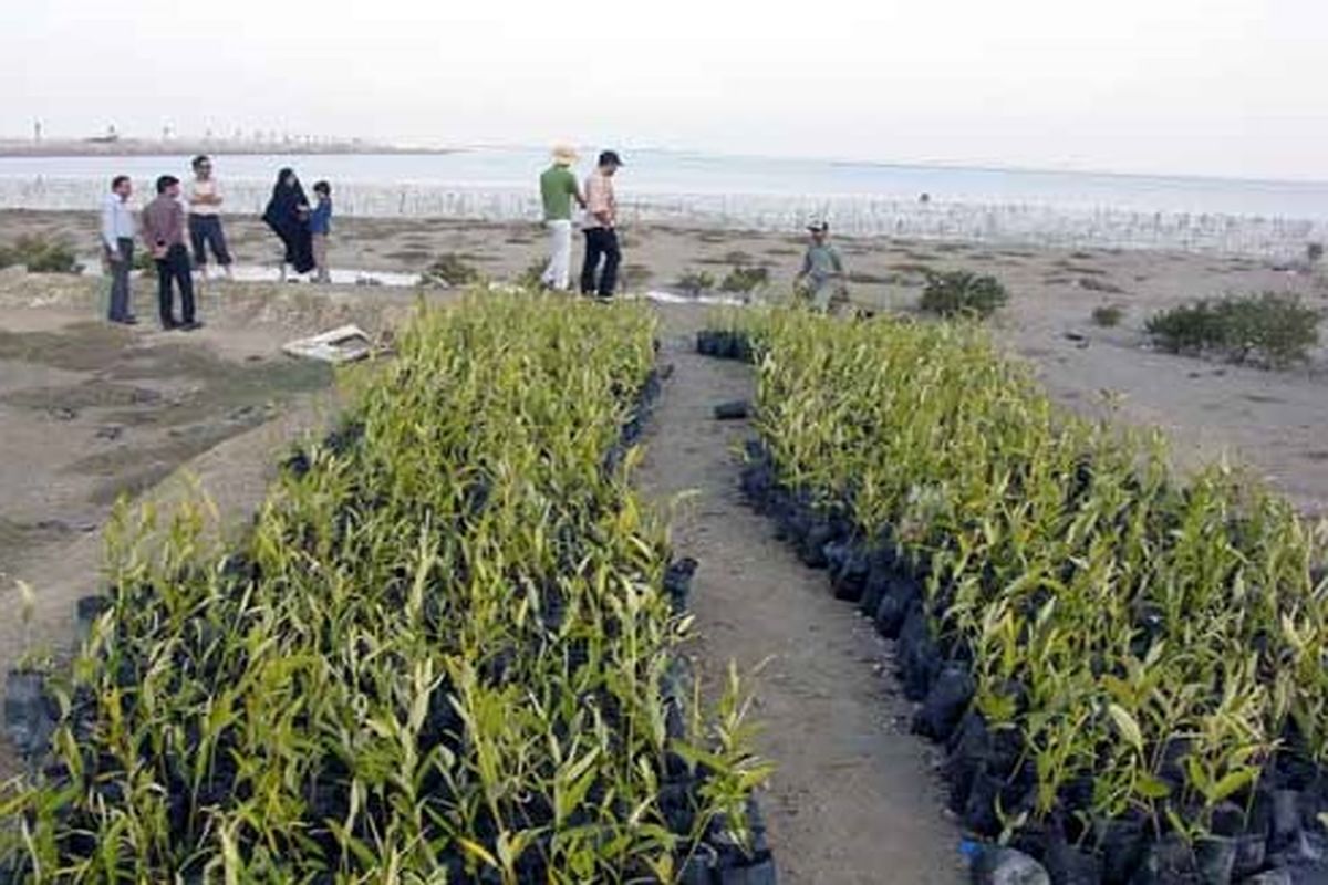 تولید ۸۰ هزار اصله نهال حرا در جزیره قشم