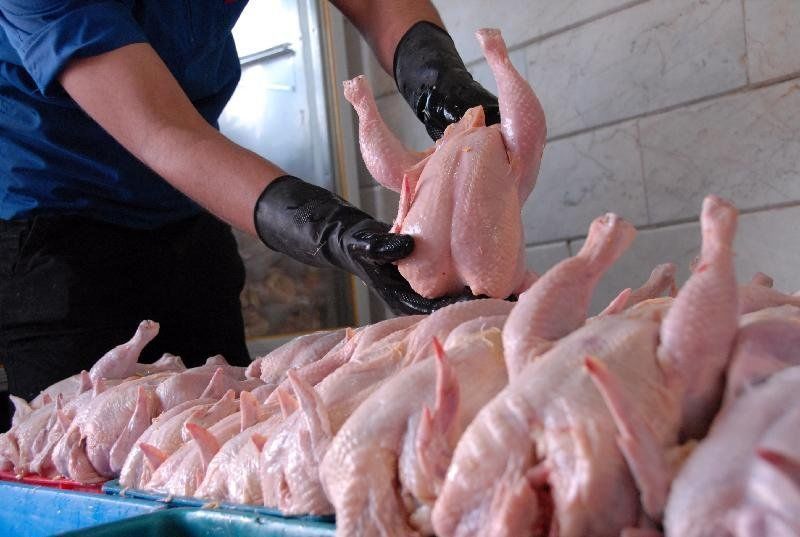 عرضه مرغ منجمد با قیمت بیش از 6 هزار تومان در هرمزگان
