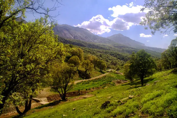 جنگل‌های زاگرس ۴۰ درصد چرخه آب کشور را تأمین می‌کنند