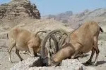 کارگروه تخصصی برآورد خسارت جنگ به اکوسیستم‌های طبیعی تهران تشکیل شد