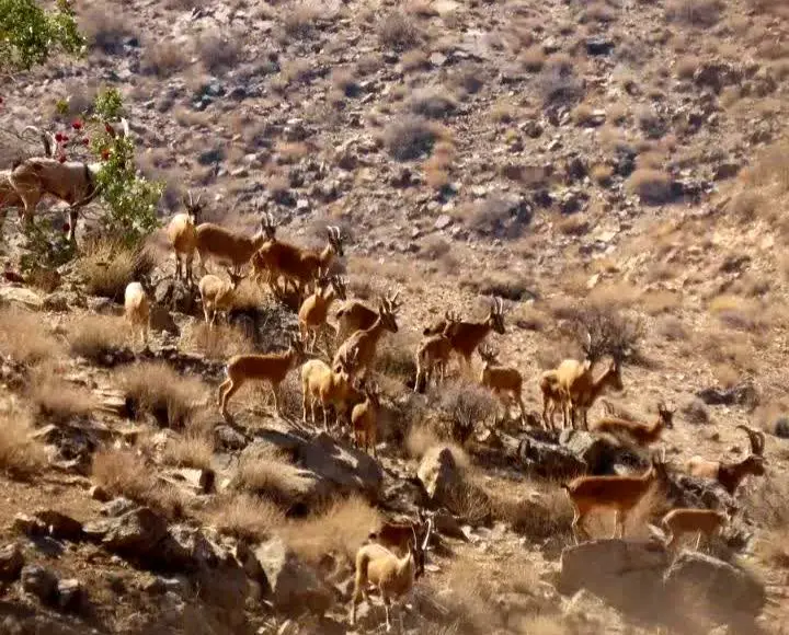 اجرای سرشماری حیات‌وحش در پارک ملی بختگان فارس 