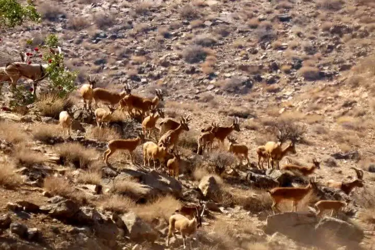 حفاظت محیط زیست فارس 