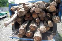 کشف و جمع آوری ۸۰ تن چوب بلوط قاچاق 