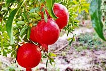 پیش بینی برداشت ۱۰هزار تن انار از باغات شهرستان نطنز