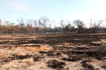 نگاهی به چرایی دود شدن جنگل‌های محور بندرعباس-میناب