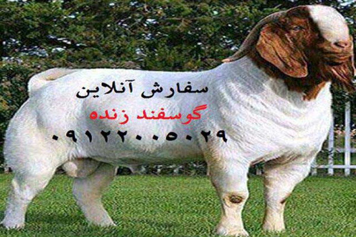بهترین مرکز عرضه گوسفند زنده و بهداشتی در تهران