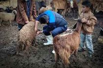 ایمن سازی دام های مناطق روستایی خرمشهر بر علیه بیماری تب برفکی