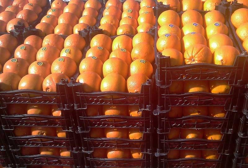 پرتقال تامسون برای تنظیم بازار شب عید عرضه می شود
