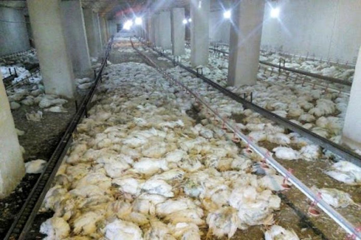 معدوم سازی ۱۰۰ هزار قطعه مرغ گوشتی به دلیل ابتلا به بیماری